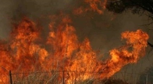 In fiamme la pineta di Lignano Tre ettari di verde finiscono in fumo