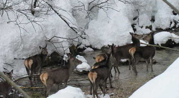 Troppa neve: i cervi dal bosco vanno in centro a Cortina