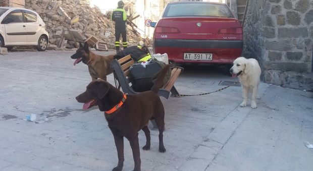Strage di cani a Sciacca, perquisizioni per risalire ai responsabili