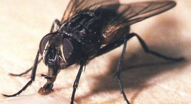 Caserta. ​«Ancora invasi dalle mosche», riprende la lotta dei cittadini