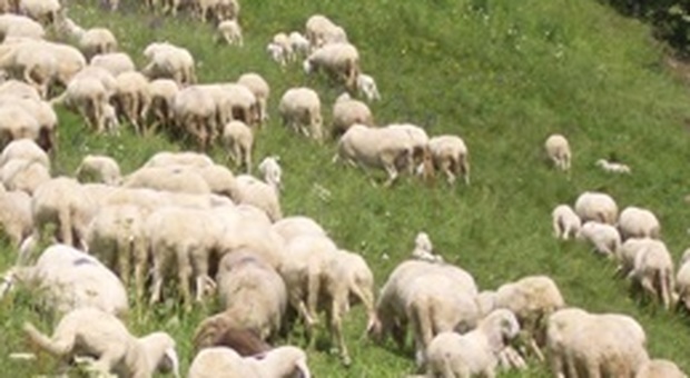 Apiro, venne trovato con 21 agnelli rubati: il cameriere finisce dietro le sbarre otto anni dopo