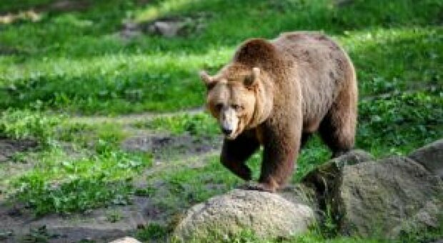 Orsa JJ4, il presidente Fugatti ci riprova: nuova ordinanza per abbattere l'orsa JJ4. L'Oipa: «Lo denunciamo»