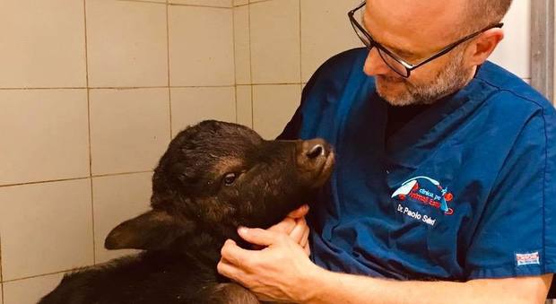 Cucciolo di bufalo muore dopo essere stato abbandonato incaprettato vicino all'immondizia