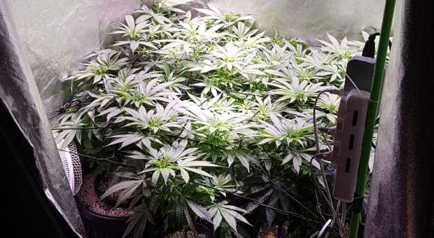 Marijuana fai da te a Marcellina: scoperte una mini piantagione e una “camera stupefacente” in un armadio