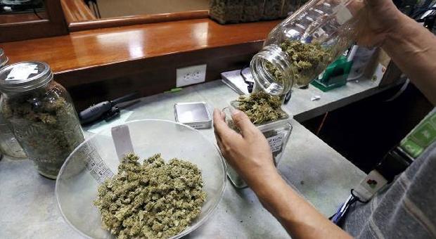 Cannabis curativa in quindici farmacie, iniziate le prime vendite