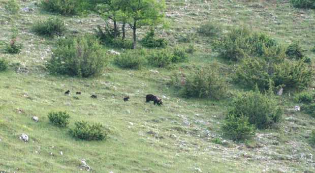 Abruzzo, avvistata una femmina di orso marsicano con ben quattro cuccioli: «Evento eccezionale»