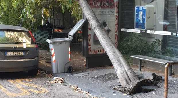 Napoli, paura al Vomero: albero crolla all'uscita della funicolare