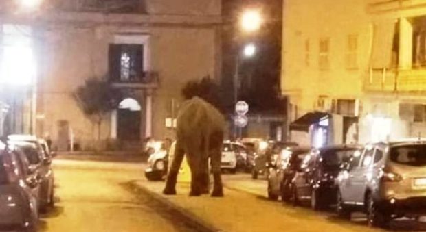 Elefante a passeggio in centro, il sindaco: «Basta animali al circo»