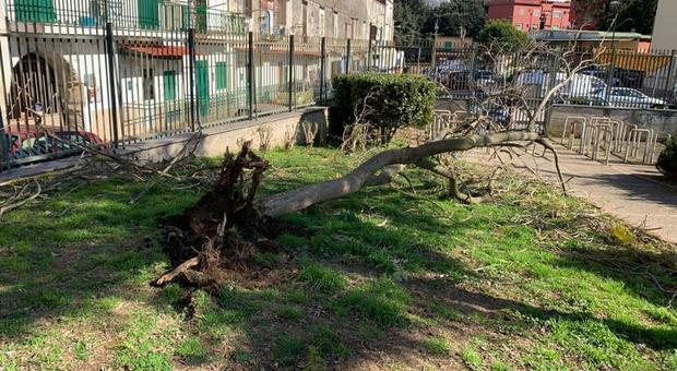L'albero crollato a via Lieti