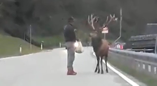 Trentino, il cervo torna a casa dopo l'alluvione grazie al guardiaparco che lo scorta
