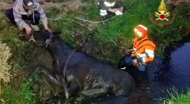 Il recupero del cavallo finito nel fossato a Roncà nel veronese