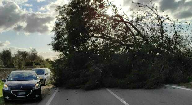 Bufera di vento, albero crolla sulla strada del mare: paura per gli automobilisti