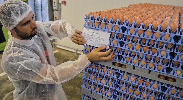 Uova contaminate con il Fipronil, altri campioni positivi in Italia