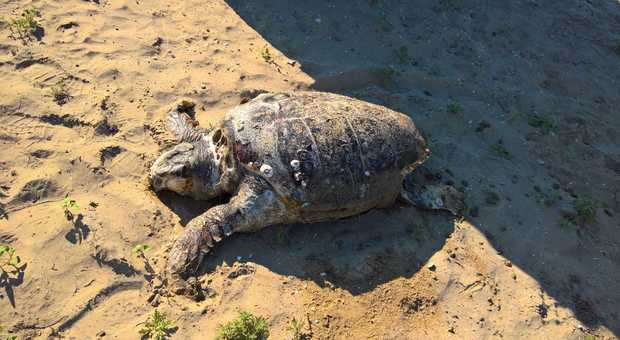Sulla spiaggia c'è una tartaruga di mare: trovato un esemplare morto a Punta Sabbioni