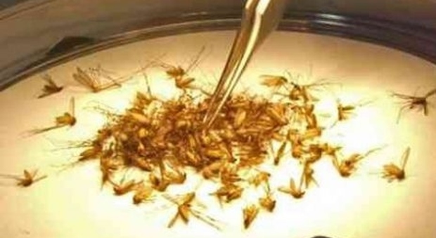 Febbre del Nilo, pastiglie anti-larve a prezzi da saldo