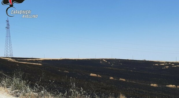 Incendio distrugge campo di grano di 4 ettari, preso il responsabile
