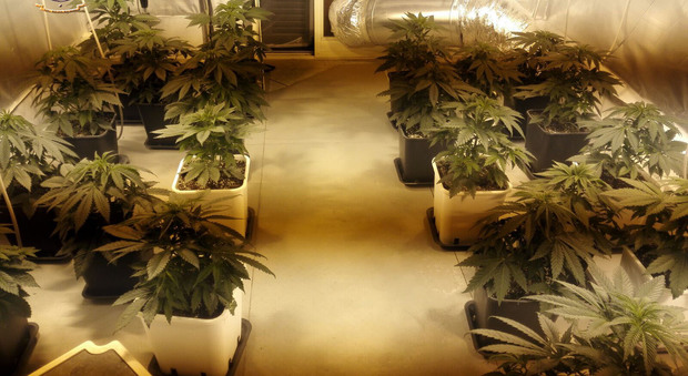 Piantagione indoor di marijuana scoperta nel Napoletano | Video
