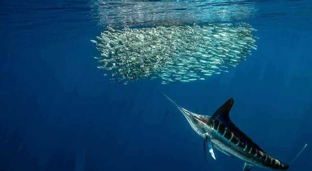 Il marlin a caccia di sgombri: è lo scatto realizzato nelle acque della Bassa California dal fotografo formiano Raffaele Livornese