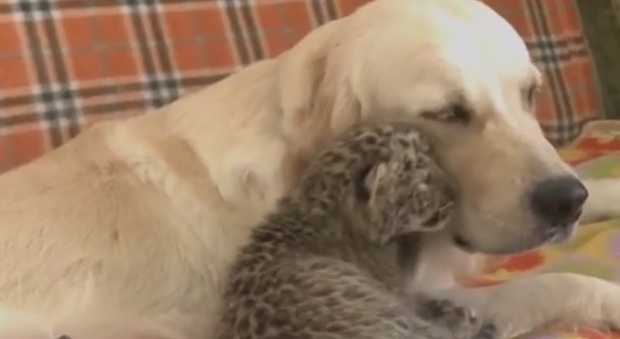 Russia, Golden retriever adotta un cucciolo di leopardo