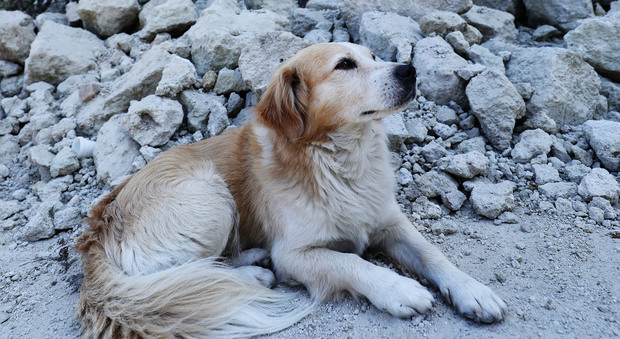Il cane che veglia le macerie del terremoto a Ischia