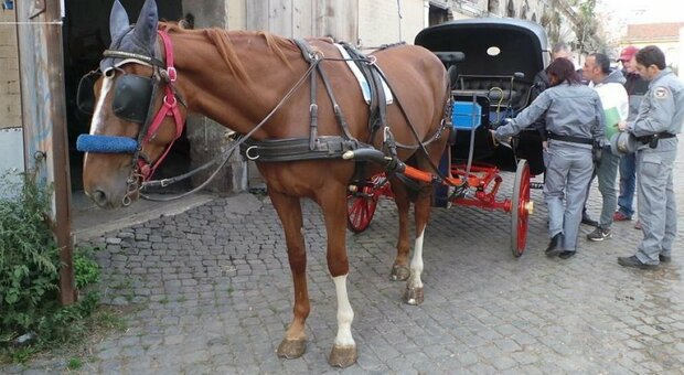 Troppi cavalli a Pescara, il sindaco mette le targhe alle bighe