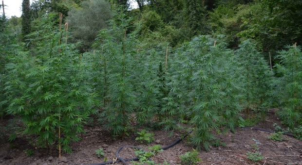 Cinque piantagioni di marijuana nascoste tra la vegetazione: un arresto