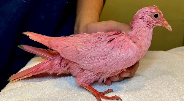 Flamingo, il piccione tinto di rosa è morto intossicato. (Immag Phyllis Tseng di Wild Bird Fund diffusa su Twitter)