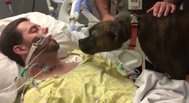 Usa, il padrone muore in ospedale: l'ultimo saluto della cagnolina è commovente