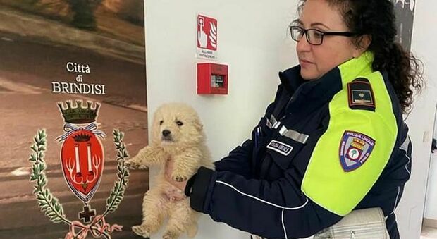 La polizia locale adotta un cucciolo: è stato salvato in strada e portato al comando. Ora Meiu ha una famiglia