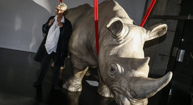 Rhinoceros gallery, mostra e festa