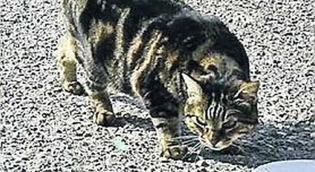 Rifugio per gatti nell'officina discarica: intervento dei vigili, scatta il sequestro