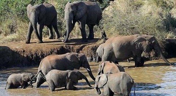 Due elefanti gemelli nati in Kenya, è la prima volta da decenni