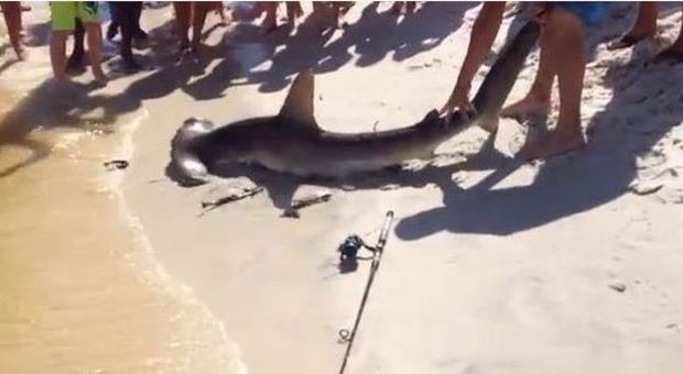 Lo squalo martello partorisce in spiaggia