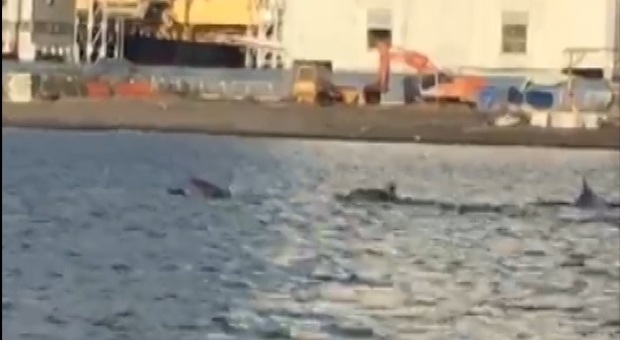 La danza dei delfini nel porto di Torre Annunziata