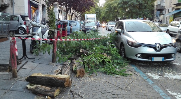 Vento forte, cade albero a Napoli paura tra la gente | Foto | Video
