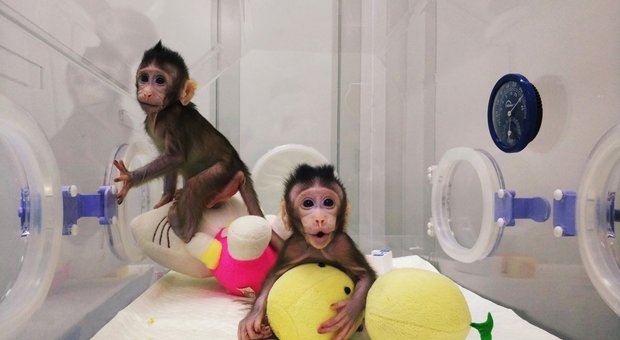 Clonate le prime cinque scimmie malate per studiare diabete, ansia e tumori: sono insonni
