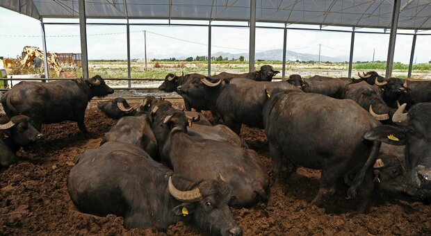 Biogas dagli allevamenti di bufale, gli altoatesini investono a Caserta