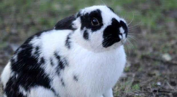 Salento, tortura un coniglio per togliere il malocchio: condannato
