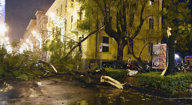 Maltempo a Salerno, alberi a rischio caduta: prime piogge, vecchi problemi