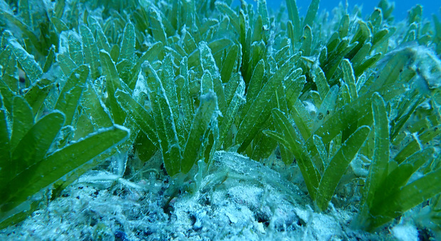 Salento, nelle acque invasione delle piante aliene: «Minaccia alla biodiversità»