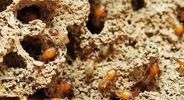 Pesaro, il borgo è infestato dalle termiti "esotiche": tre anni per la disinfestazione