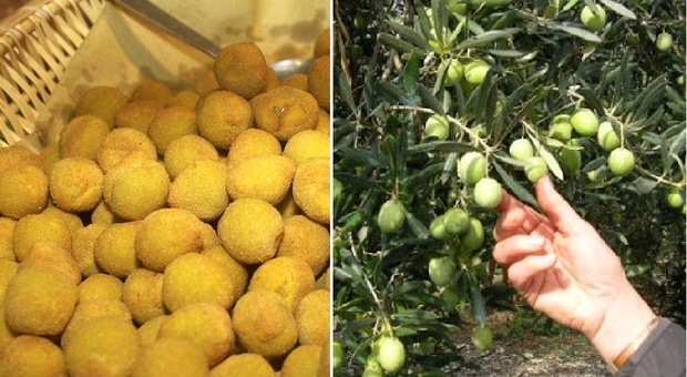 Cambiamenti climatici, l'oliva ascolana è già matura: chiesto l'anticipo della raccolta 2022