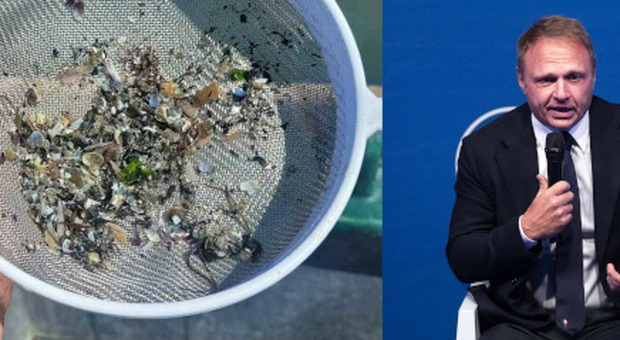 A sinistra un’immagine delle vongole mangiate dai granchi blu. A destra il ministro Francesco Lollobrigida