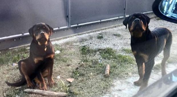 Maya e Tyson, la tragica fine dei due cuccioli di Rottweiler scomparsi