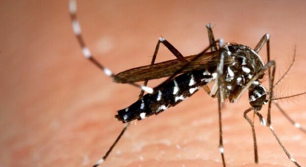 Malaria, scoperta zanzara ad alta trasmissione