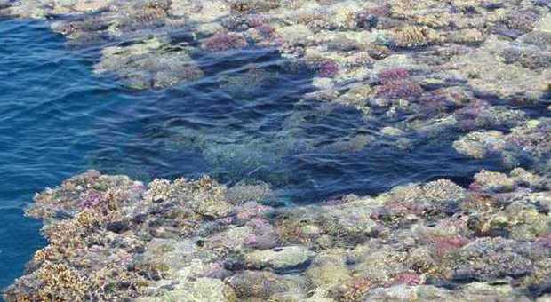 Coralli del Mar Rosso
