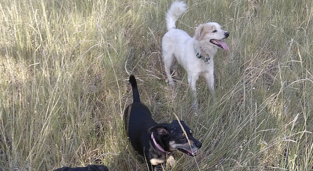 Cassino, cane ferito scappa dopo incidente in Autostrada: l'appello per ritrovare Spaghetto