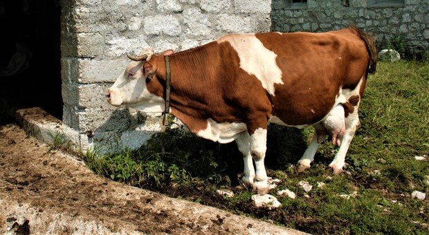 Accudisce gli animali: travolto da un bovino, finisce in ospedale