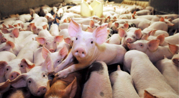 Paese spaventato dall'ampliamento della porcilaia: previsti 15mila maiali