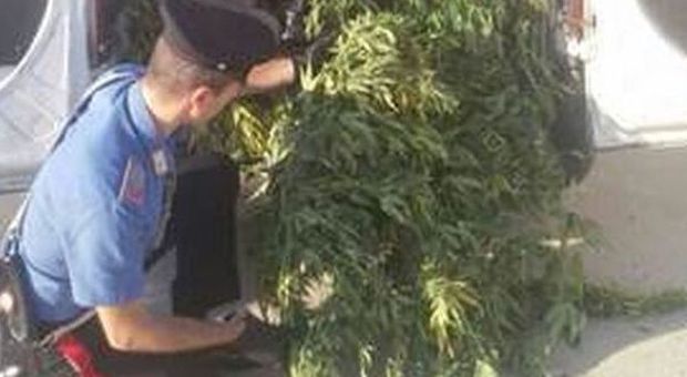 Caserta, scoperta piantagione di marijuana: sequestrati 300kg